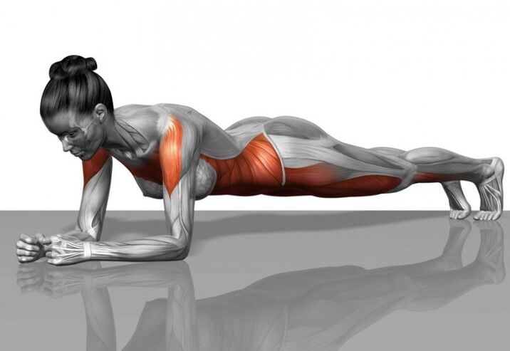 Muscle system